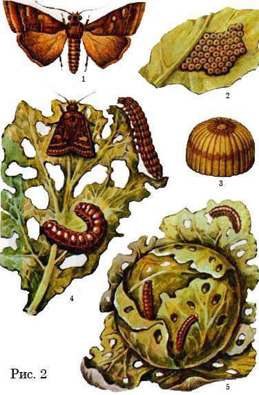 Капустная совка